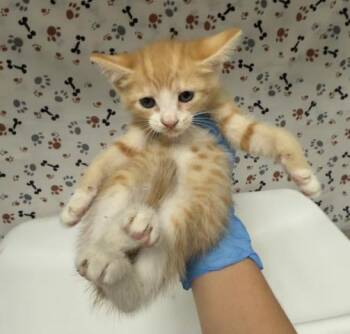 PEACH -  Domestic Short Hair Cat for Adoption in Riverside, California - PEACH | PetCurious