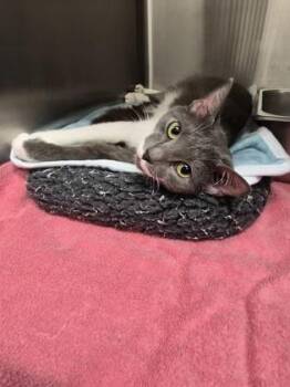 Domestic Medium Hair and Domestic Short Hair Cats Available for Adoption in Covington, Louisiana - Jessicat | PetCurious