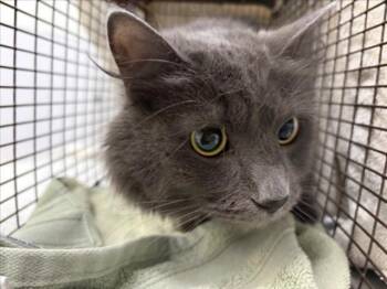 STORMY -  Domestic Long Hair Cat for Adoption in Loveland, Colorado - STORMY | PetCurious