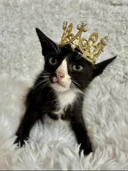 Rescue Domestic Short Hair Cats for Adoption in Liverpool, Texas - Merle | PetCurious