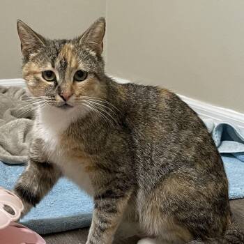 Domestic Short Hair Cats Available for Adoption in Tampa, Florida - Brie | PetCurious