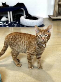 Rescue Domestic Short Hair Cats for Adoption in Chicago, Illinois - Crissy | PetCurious