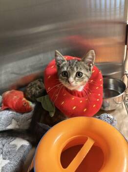 Maria -  Domestic Short Hair Cat for Adoption in Kennewick, Washington - Maria | PetCurious