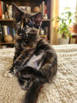 Chloe -  Tortoiseshell Cat for Adoption in Fort Myers, Florida - Chloe | PetCurious
