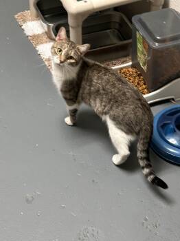 Tabby Cats Available for Adoption - Khloe | PetCurious