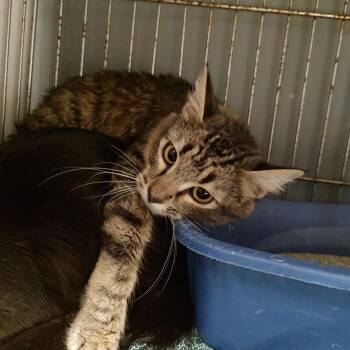 C46620 -  Domestic Medium Hair Cat for Adoption in Corsicana, Texas - C46620 | PetCurious