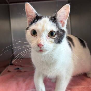 Dallas -  Domestic Short Hair Cat for Adoption in Council Bluffs, Iowa - Dallas | PetCurious