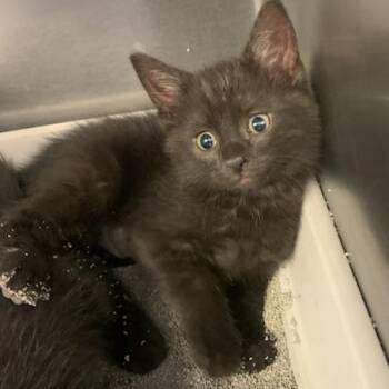 Jesse Quick -  Domestic Short Hair Cat Available for Adoption in Baltimore, Maryland - Jesse Quick | PetCurious