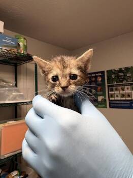 Sage -  Domestic Short Hair Cat for Adoption in Bolivar, Missouri - Sage | PetCurious