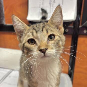 Roger -  Domestic Short Hair Cat for Adoption in Sonora, California - Roger | PetCurious
