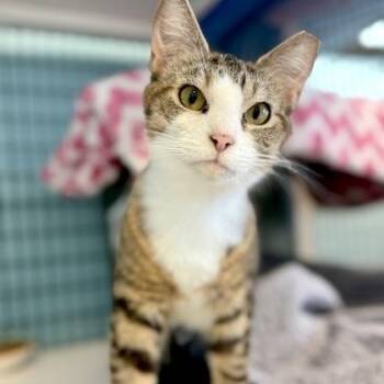 Domestic Short Hair Cats Available for Adoption in Fernandina Beach, Florida - WHIRLPOOL | PetCurious