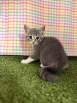 Domestic Short Hair Cats Available for Adoption in Hopkinsville, Kentucky - Levi | PetCurious