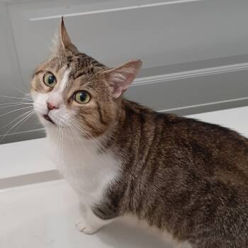 Marty -  Domestic Short Hair Cat for Adoption in Pittsburgh, Pennsylvania - Marty | PetCurious