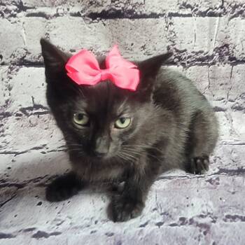 Rescue Domestic Medium Hair Cats for Adoption in Tipton, Indiana - June | PetCurious