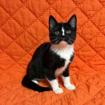 Lida Bida Boda But -  Domestic Short Hair Cat for Adoption in Waterloo, Iowa - Lida Bida Boda But | PetCurious