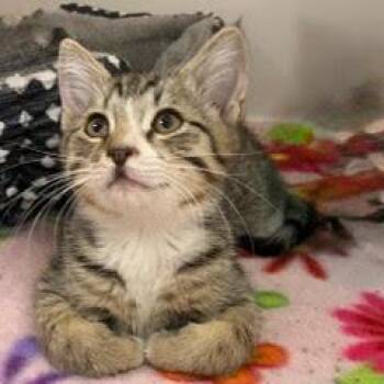 Fonzie -  Tabby Cat for Adoption in Green Valley, Arizona - Fonzie | PetCurious