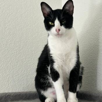 Ellie -  Domestic Short Hair Cat for Adoption in Ashland, Oregon - Ellie | PetCurious