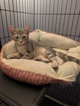 Maylo -  Domestic Short Hair Cat for Adoption in Pompano Beach, Florida - Maylo | PetCurious