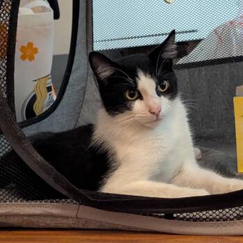 Rocky -  Domestic Short Hair Cat Available for Adoption in South Miami, Florida - Rocky | PetCurious
