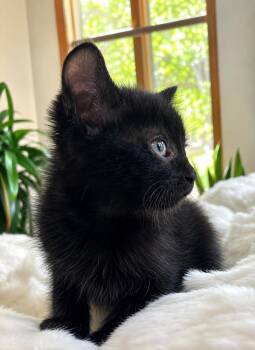 Hershey -  Domestic Short Hair Cat for Adoption - Hershey | PetCurious