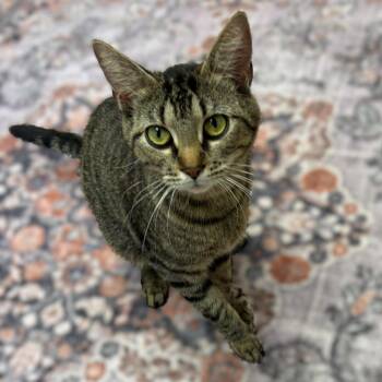 Domestic Short Hair Cats Available for Adoption in Columbia, Maryland - Chassis- #51549 | PetCurious