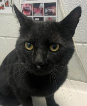 Nacho Man -  Domestic Short Hair Cat for Adoption in Golden, Colorado - Nacho Man | PetCurious