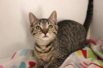 Cheech -  Domestic Short Hair Cat for Adoption in Chestertown, Maryland - Cheech | PetCurious