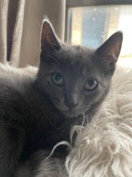 Midnight -  Domestic Short Hair Cat for Adoption in San Antonio, Texas - Midnight | PetCurious