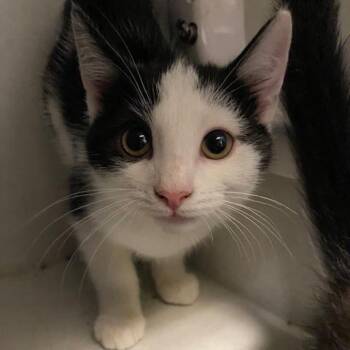 Bulbasaur -  Domestic Short Hair Cat for Adoption in Dayton, Ohio - Bulbasaur | PetCurious