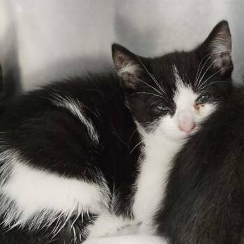Domestic Short Hair Cats Available for Adoption in Martinsville, Virginia - Buttercup | PetCurious