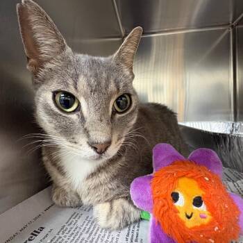 Emily -  Domestic Short Hair Cat for Adoption in Milton, Florida - Emily | PetCurious