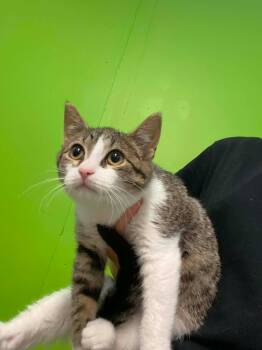 Rita -  Domestic Short Hair Cat for Adoption in Delson, Quebec - Rita | PetCurious