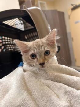 Priscilla -  Siamese and Domestic Short Hair Cat for Adoption in Honolulu, Hawaii - Priscilla | PetCurious