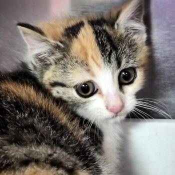 Domestic Short Hair Cats Available for Adoption in Newark, New Jersey - Soybean | PetCurious