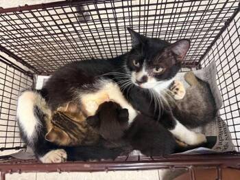 26-1183C -  Domestic Short Hair Cat for Adoption in Sorrento, Louisiana - 26-1183C | PetCurious