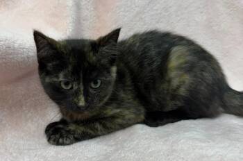 Kora -  Domestic Short Hair Cat for Adoption in Lagrange, Indiana - Kora | PetCurious