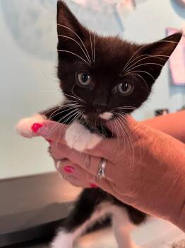 F1 Boots S -  Domestic Short Hair Cat for Adoption in Ashland, Wisconsin - F1 Boots S | PetCurious
