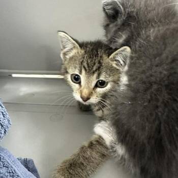 Candace -  Domestic Short Hair Cat for Adoption in Indianapolis, Indiana - Candace | PetCurious