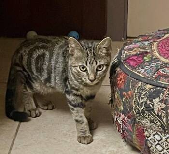 Jasper (Call or text Maia (Maya) for information 928-282-2604) -  Domestic Short Hair Cat for Adoption in Sedona, Arizona - Jasper (Call Or Text Maia (Maya) For Information 928-282-2604) | PetCurious