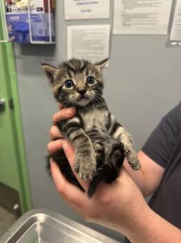 Cobra -  Domestic Short Hair Cat for Adoption in Bloomington, Indiana - Cobra | PetCurious
