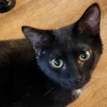 Rescue Tuxedo Cats for Adoption in Lancaster, Virginia - Sadie | PetCurious