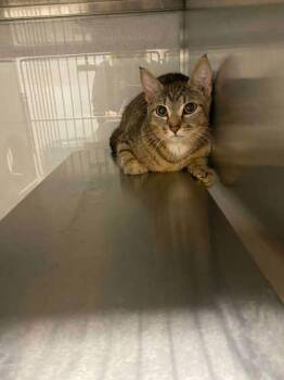Domestic Short Hair Cats Available for Adoption in Gastonia, North Carolina - Momma | PetCurious