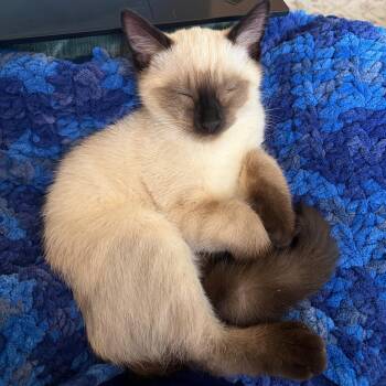 Sammy -  Domestic Short Hair and Siamese Cat for Adoption in Saint Paul, Minnesota - Sammy | PetCurious