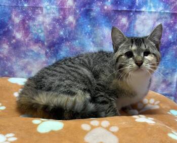 Domestic Short Hair Cats Available for Adoption in Washington Court House, Ohio - Blossom | PetCurious