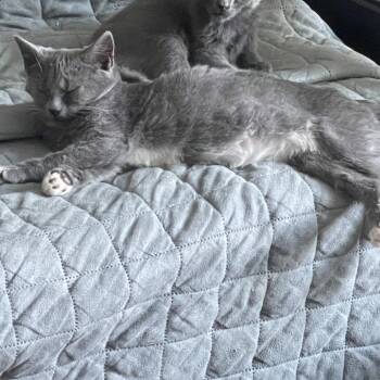 Meg White -  Domestic Short Hair Cat for Adoption in Durham, North Carolina - Meg White | PetCurious
