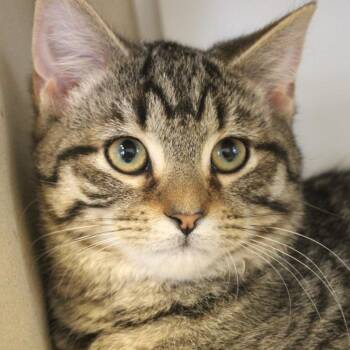 Domestic Short Hair Cats Available for Adoption - Tito | PetCurious