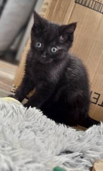 Flower Power -  Domestic Short Hair Cat Available for Adoption in Sunrise, Florida - Flower Power | PetCurious