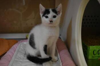 Lawful Good -  Domestic Short Hair Cat for Adoption in Kansas City, Missouri - Lawful Good | PetCurious