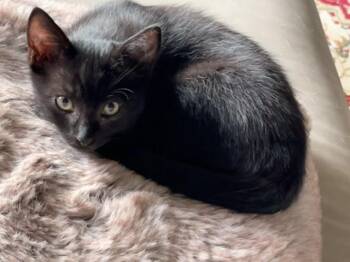 Rescue Domestic Short Hair Cats for Adoption in Newberg, Oregon - Zeus | PetCurious