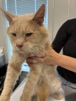 Garth -  Domestic Medium Hair and Domestic Short Hair Cat for Adoption in Lafayette, Indiana - Garth | PetCurious